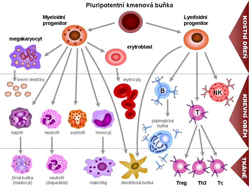 basofilů představují žírné buňky. Z myeloidní linie vznikají také monocyty, které cirkulují krví a v tkáních se diferencují na makrofágy a vznikají také dendritické buňky.