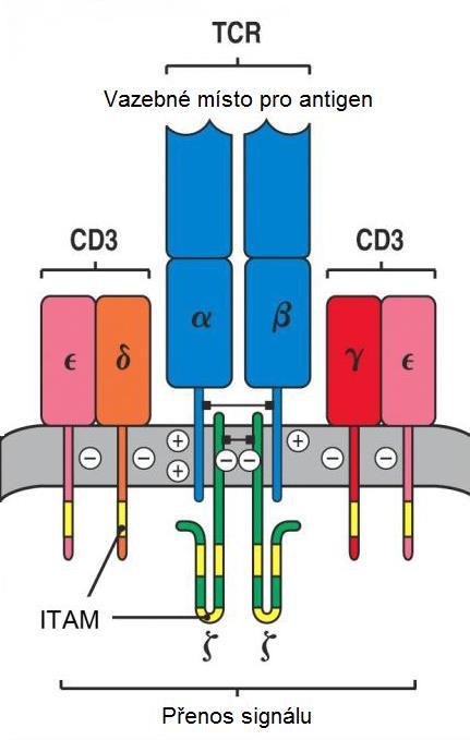 funkce při aktivaci T-lymfocytů je méně objasněná než v případě molekul CD28 (Abbas et al., 2012). Obrázek 3.