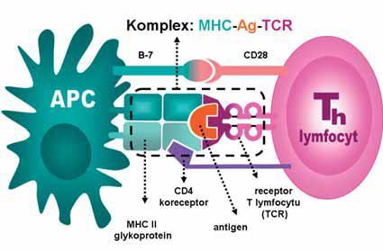 gp II. třídy. MHC gp I. třídy je přítomen u všech jaderných buněk a MHC gp II. třídy se nachází pouze na povrchu APC, jako jsou makrofágy, DC nebo B-lymfocyty.