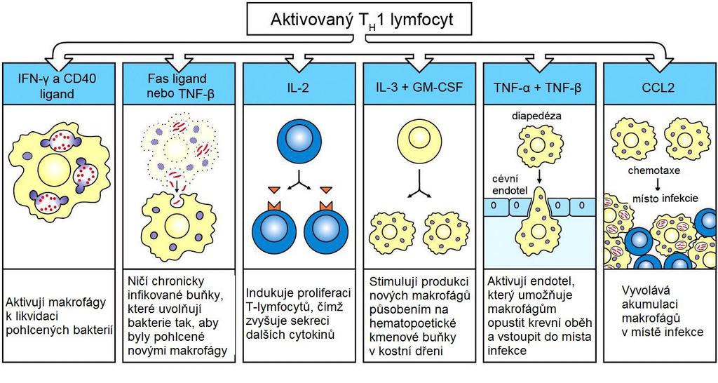 Infikovaný makrofág zpracovává proteiny intercelulárních bakterií do peptidových fragmentů a následně některé vystavuje na svém povrchu pomocí MHC gp II. třídy.