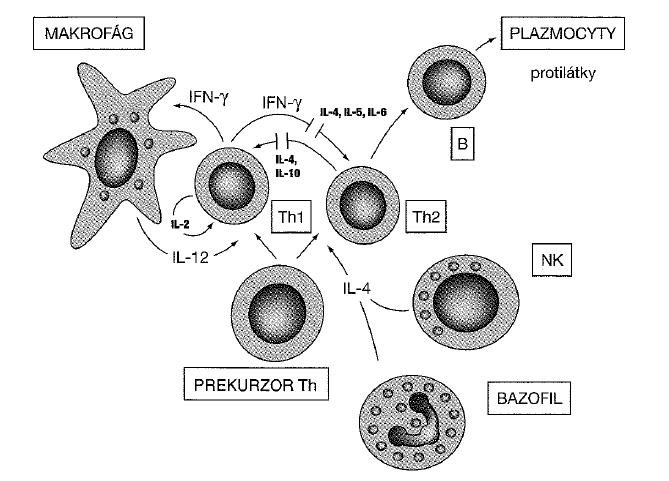 5.2.4 Interakce mezi Th1 a Th2 Th1 a Th2 působí antagonisticky. Th1 lymfocyty snižují aktivaci a proliferaci Th2 lymfocytů zvláště působením INFγ a podporují tak vznik Th1.