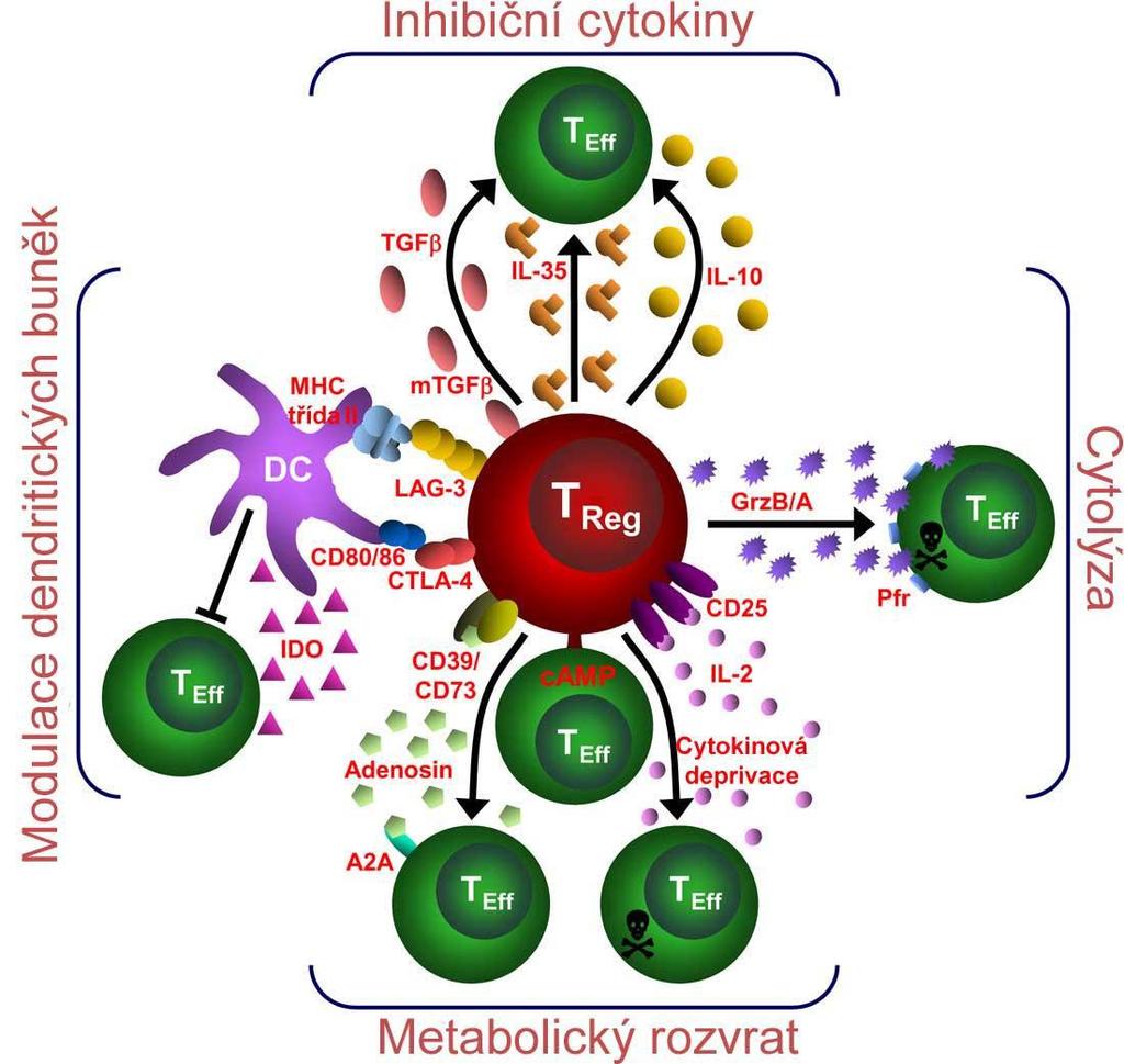 Obrázek 11. Čtyři mechanismy suprese regulačními T-lymfocyty. Teff efektorový T-lymfocyt, Treg- regulační T-lymfocyt, DC- dendritická buňka (Vignali et al., 2008) 5.
