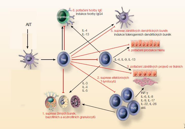 faktory a naopak. Platné je pouze to, že u obou skupin chorob se jedná o poruchu regulace imunitního systému (Hořejší et al., 2009).