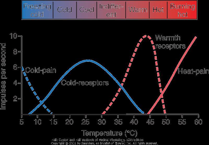 Termoreceptory Vnímání teploty dáno