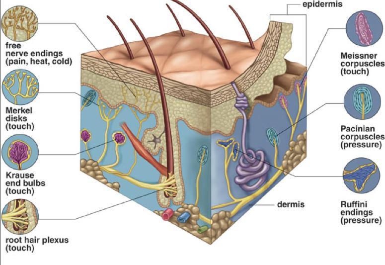 Kožní mechanoreceptory Jednoduché vs.