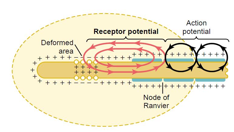 Receptororvý/generátorový a akční potenciál