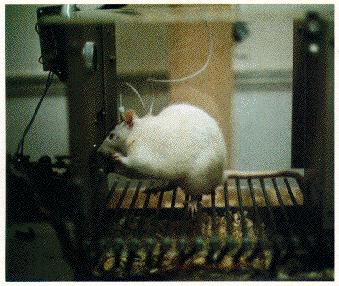 Thorndike experiment s hladovou kočkou v problémové skříňce