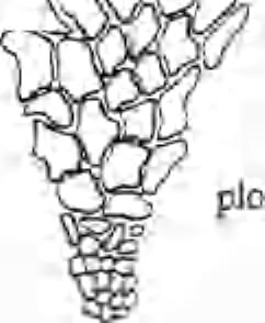 6 Bryonora, Praha, 22 (1998) 10 ODOffiSg on 11 O br. 8-1 1. 8 - D. glaucus. 9 - D. spadiceus. 10 - D. fallax, 11 - D.