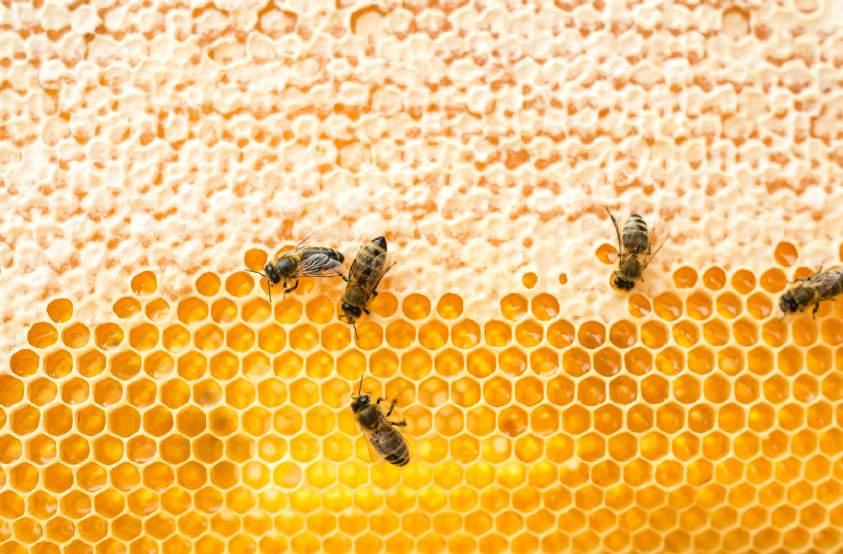 Ukážeme si, jak se sladký med dostává z včelí plástve až do sklenice na našem stole, a vyzkoušíme si, zda by z nás