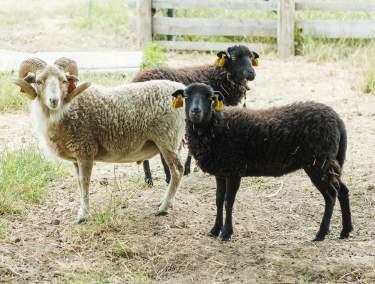 Proč jsou užitečné a co všechno člověku dávají? To všechno se dozvíte na návštěvě u našeho ovčího stáda.