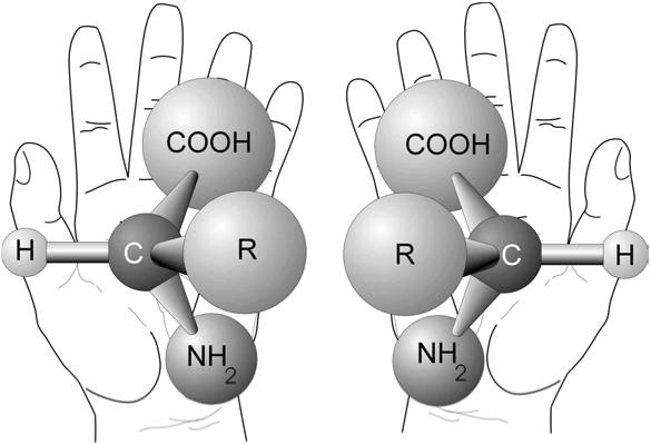 Struktura - Fischerovy vzorce Přírodní aminokyseliny jsou většinou α-aminokyseliny, obsahují asymetrický atom uhlík C α (s výjimkou