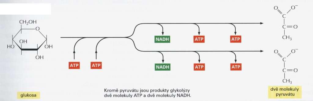 Mechanismus glykolysy: Embdenovo-Meyerhofovo-Parnasovo-schéma Shrnutí: Sumární reakce tohoto procesu lze tedy vyjádřit rovnicí: glukosa + 2 ATP + 2 NAD +