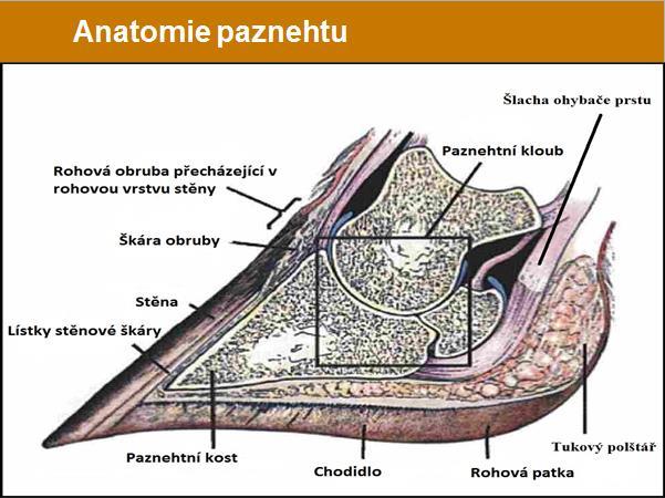 Obr. 1 Anatomie paznehtu (Anonym 3, 2013) Pro správnou biomechaniku pohybu dojnic je nezbytné, aby pazneht měl pravidelný tvar.