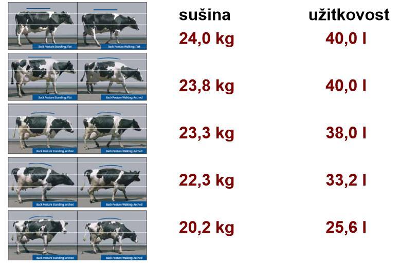2.6. Pohybový index (Lokomotion score) 1. Zdravá kráva má rovný hřbet, zaujímá normální postoj a má normální chůzi 2.