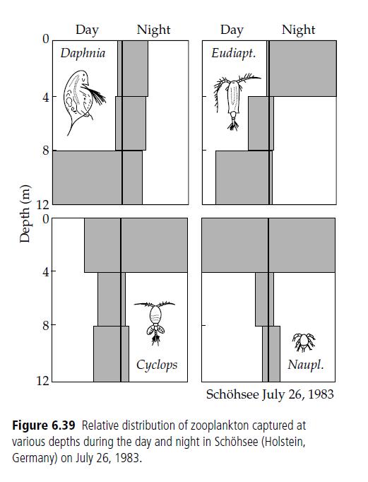 Denní vertikální migrace = jednotlivé druhy obývají různé části vodního sloupce v různou denní dobu častý