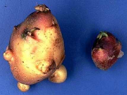 Potato stolbur