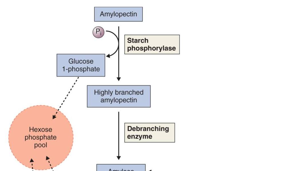Mobilizace zásobního škrobu - hlavní karbohydrátová rezerva 35 Škrob = amylóza + amylopektin Štěpení škrobu: 1) Fosforolytické enzymy - používají P i k