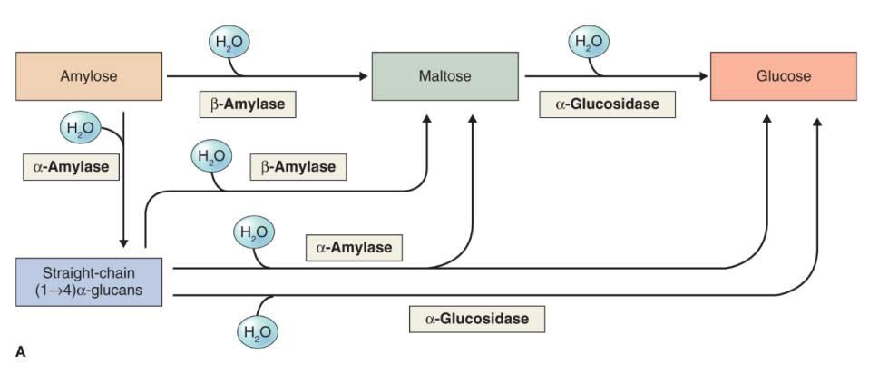 Úloha amyláz ve štěpení škrobu - štěpí linerární α(1-4)-glukany 36 α-amyláza -