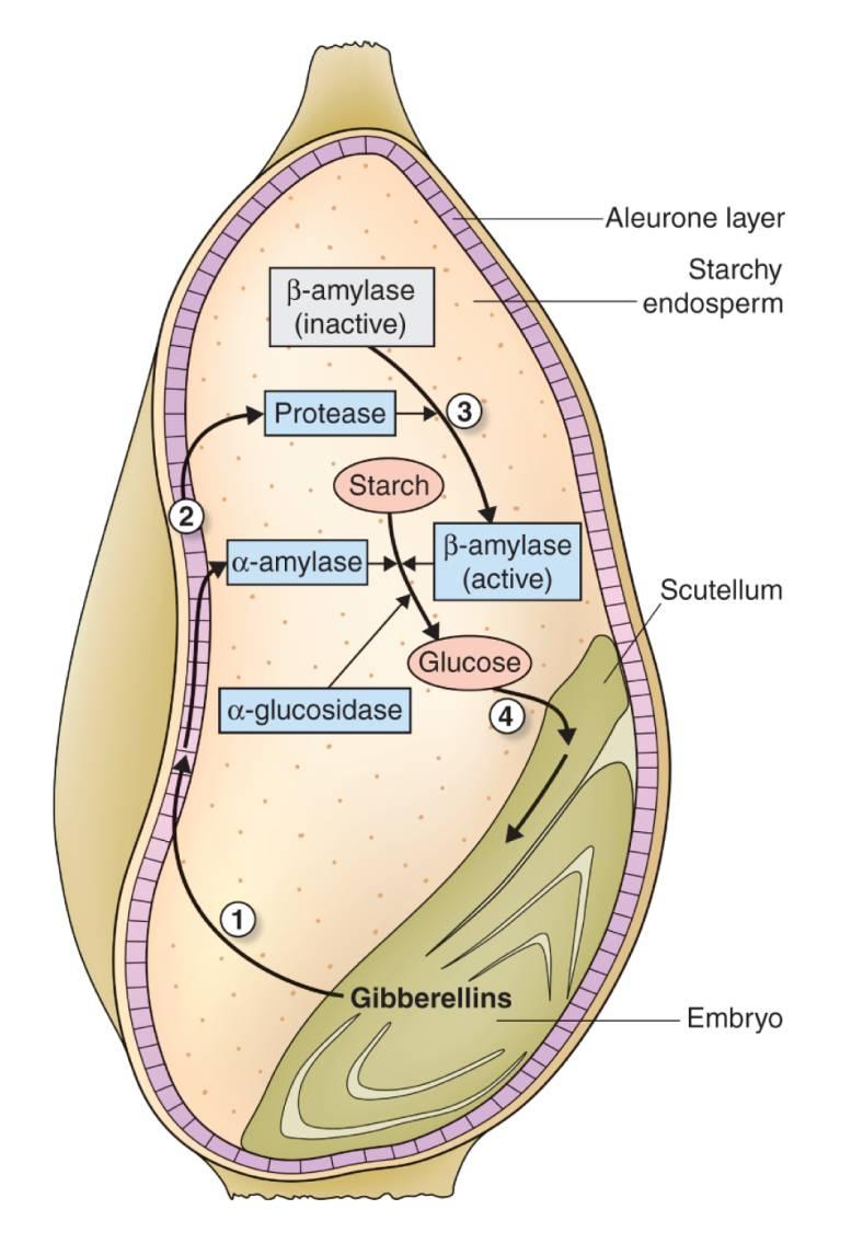 Klíčení obilovin - rozklad škrobu v endospermu α-amylázou 38 De novo syntéza α-amylázy aleuron; stimulována GAs, potlačována ABA Syntéza probíhá na ER a transport do exteriéru buňky je realizován