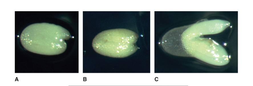 5 Dormantní vlastnosti mohou mít obaly semene nebo embryo Seed coat-enhanced dormance - obalem řízená dormance; Arabidopsis, ječmen, salát, rýže, oves; když je embryo z dormantního semene odděleno od