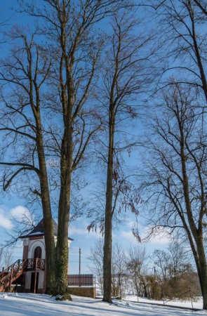 390 Tilia cordata Ělípa 3ř0 je strom uprost ed