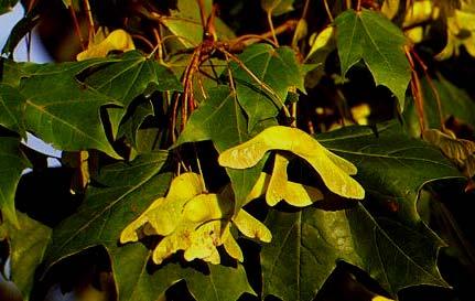 Javor mléč (Acer platanoides)