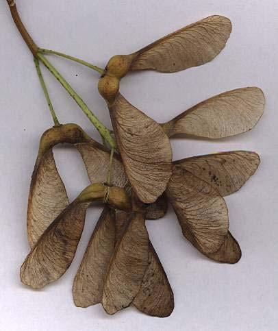 Javorovité (Aceraceae)