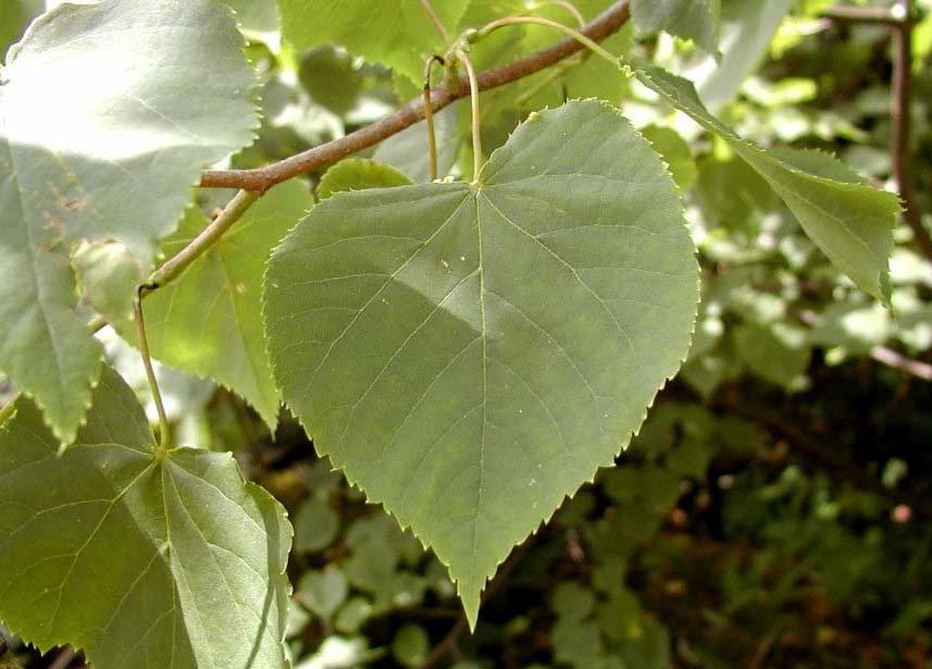 Lípa srdčitá (Tilia cordata)