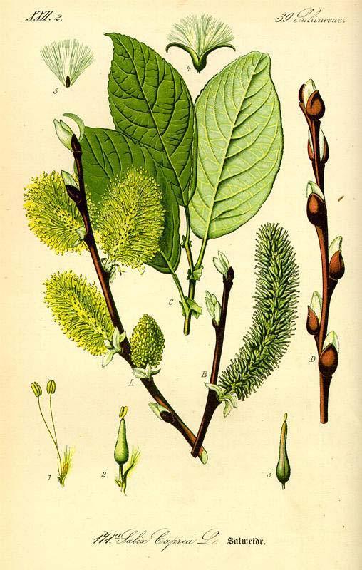 zralá tobolka Vrba jíva (Salix caprea) semeno s chmýrem Vrbovité (Salicaceae) samčí