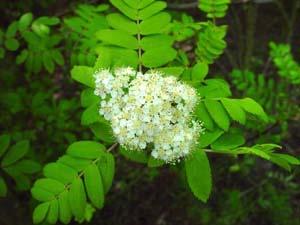 (Rosaceae) červené