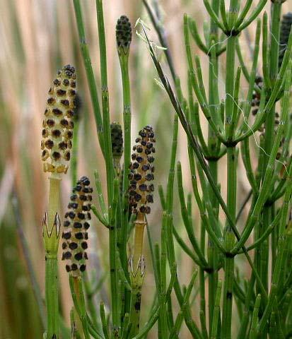 Přeslička bahenní (Equisetum palustre) Přesličkovité (Equisetaceae) první článek lodyžních větví kratší než pochva zuby