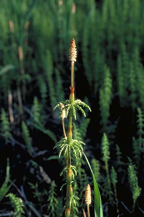 Přeslička lesní (Equisetum sylvaticum)