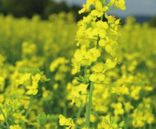 Integrovaná ochrana řepky - nový přístup k ochraně řepky Doporučená aplikace Propulse 0,8 l/ha + Serenade ASO 2,0 l/ha v období květu + ekologizace zemědělství + bezpečný +