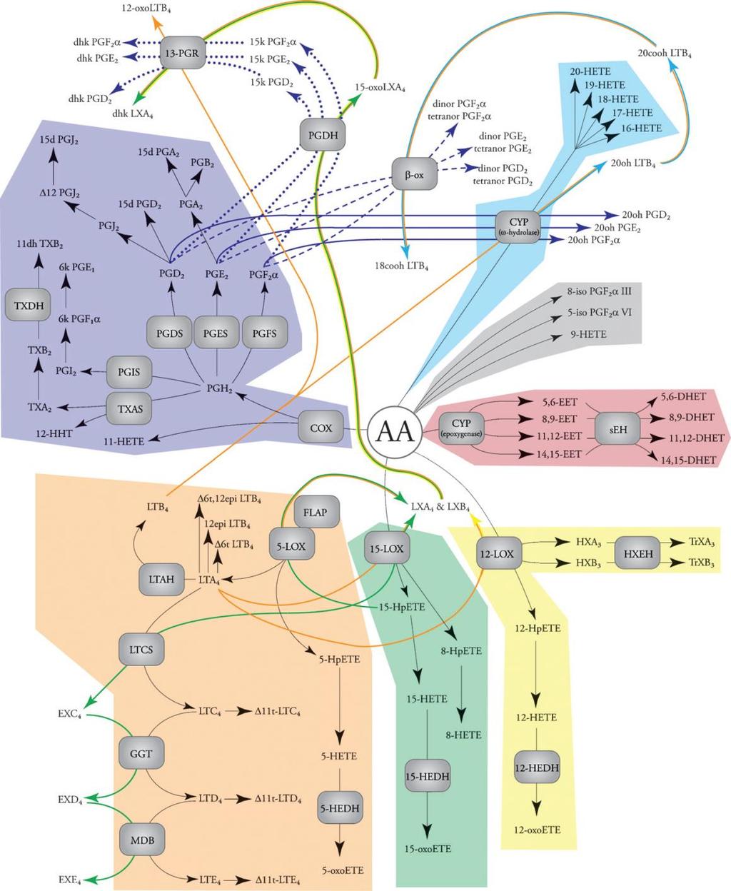 Major eicosanoid biosynthetic pathways.