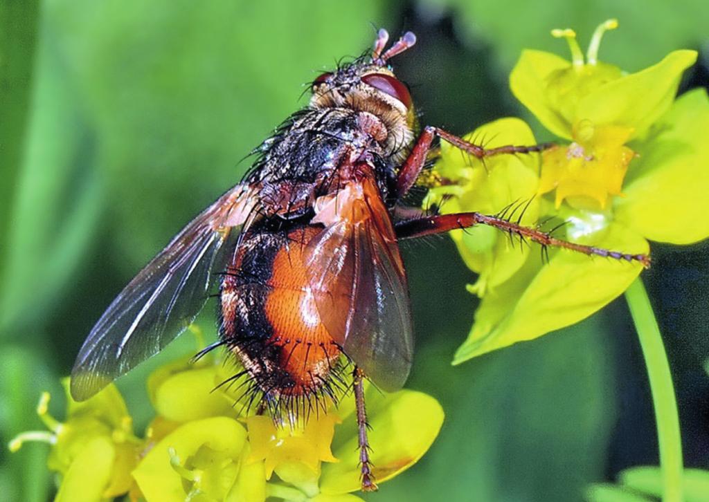 190 OPERA CORCONTICA 53 / 2016 Obr. 2. Kuklice červenonohá (Tachina fera) z lokality Slunečná stráň. Foto J. Vaněk. Fig. 2. Tachina fera from Slunečná stráň. 1 300 m 