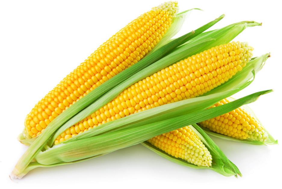 Kukuřice: