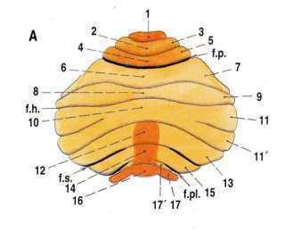 oblastem vermis, intermediální a laterální části hemisféry (Shumway-Cook, A., Woollacott, M., 2007, 76). Obrázek 4.