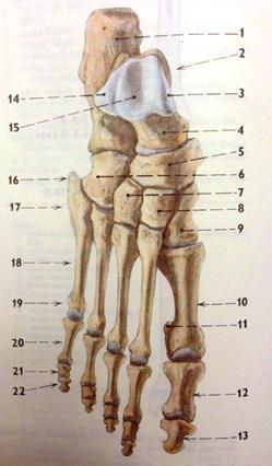 Obr.1 Kosti nohy (Čihák, 2001 str. 272) Na obr. 1 můžeme vidět pod číslicemi označené jednotlivé kosti. A to za 1. kost patní, 2. hlezenní kost, 5. kost loďkovitá, 6. kost krychlová, 7-9.