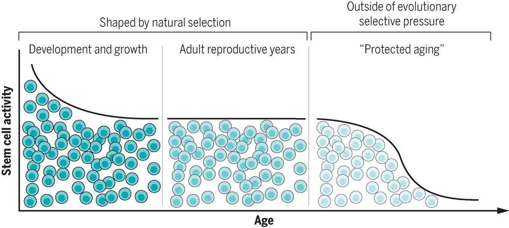 Model of stem cell use over the life span Margaret A.