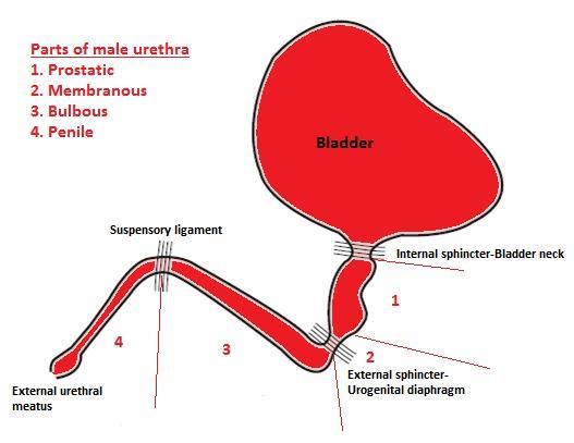 1. Chirurgická strategie dle typu uretrální píštěle PSARP +LAARP PSARP +LAARP PSARP PSARP perineální přístup, v poloze na břiše LAARP abdominální přístup, v poloze na