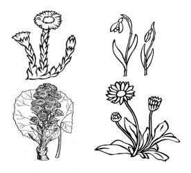 10) Pojmenujte 4 květiny na obrázku a napište, co mají společného. (5 bodů) POD ŽEN DEVĚT _ SEDM _ Co mají společného?