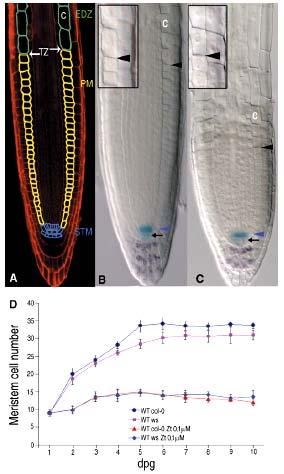 Regulace kořenového meristému Arabidopsis QC25 exogenní aplikace