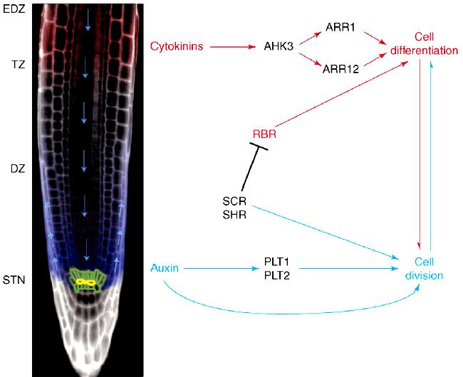 Regulace kořenového meristému cytokininy regulují velikost