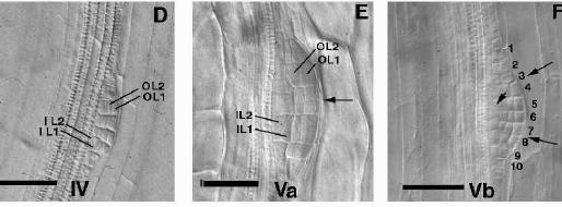 Stadia vývoje laterálního kořene u Arabidopsis Stage IV. Stage Va. Stage Vb. A periclinal division in IL creates a fourth layer.