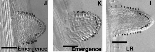Stadia vývoje laterálního kořene u Arabidopsis (J,K) Emerging LRP. Note that the cells in the OL1 are enlarged.