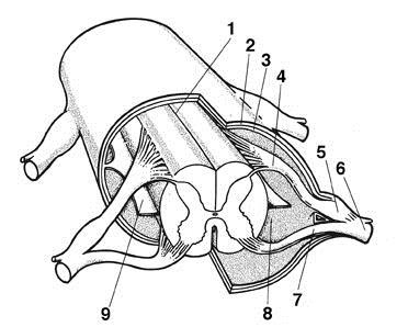 Ganglion spinale pseudounipolární neurony PNS