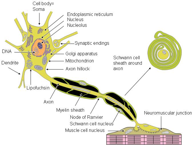 Myelinová pochva Připomíná manžetu o tloušťce 1-20 µm, obsahuje vodu, lipidy, bílkoviny Je rozdělena Ranvierovými zářezy na internodia /Ranvierovy segmenty/ délka: 0.6-2.