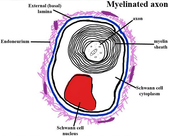 nemyelinizovaná jen Schwannova pochva