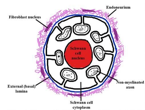 Remakova/ o myelinizovaná Schwannova pochva