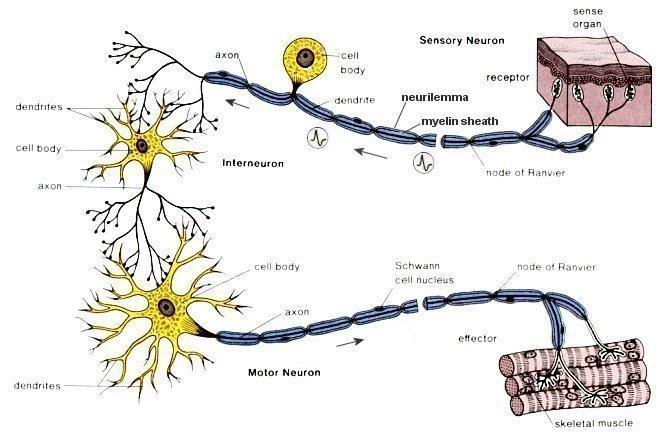 Klasifikace neuronů o podle funkce sensitivní /aferentní, centripetální/ somatosensitivní nebo viscerosensitivní motorické /eferentní, centrifugální/ vedou